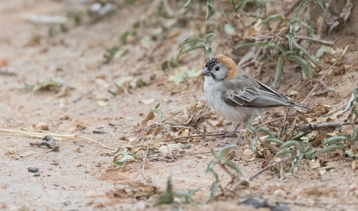 Speckle-fronted Weaver - Ian Davies