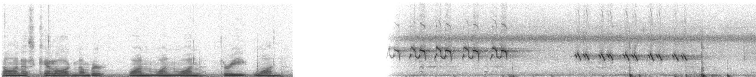 Moqueur polyglotte - ML11131