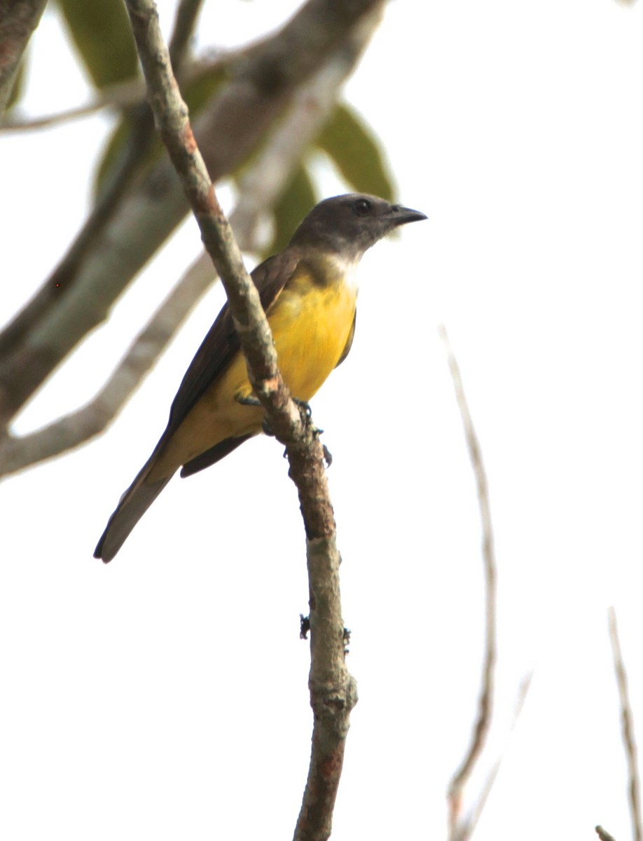 Sulphury Flycatcher - Marc Gálvez