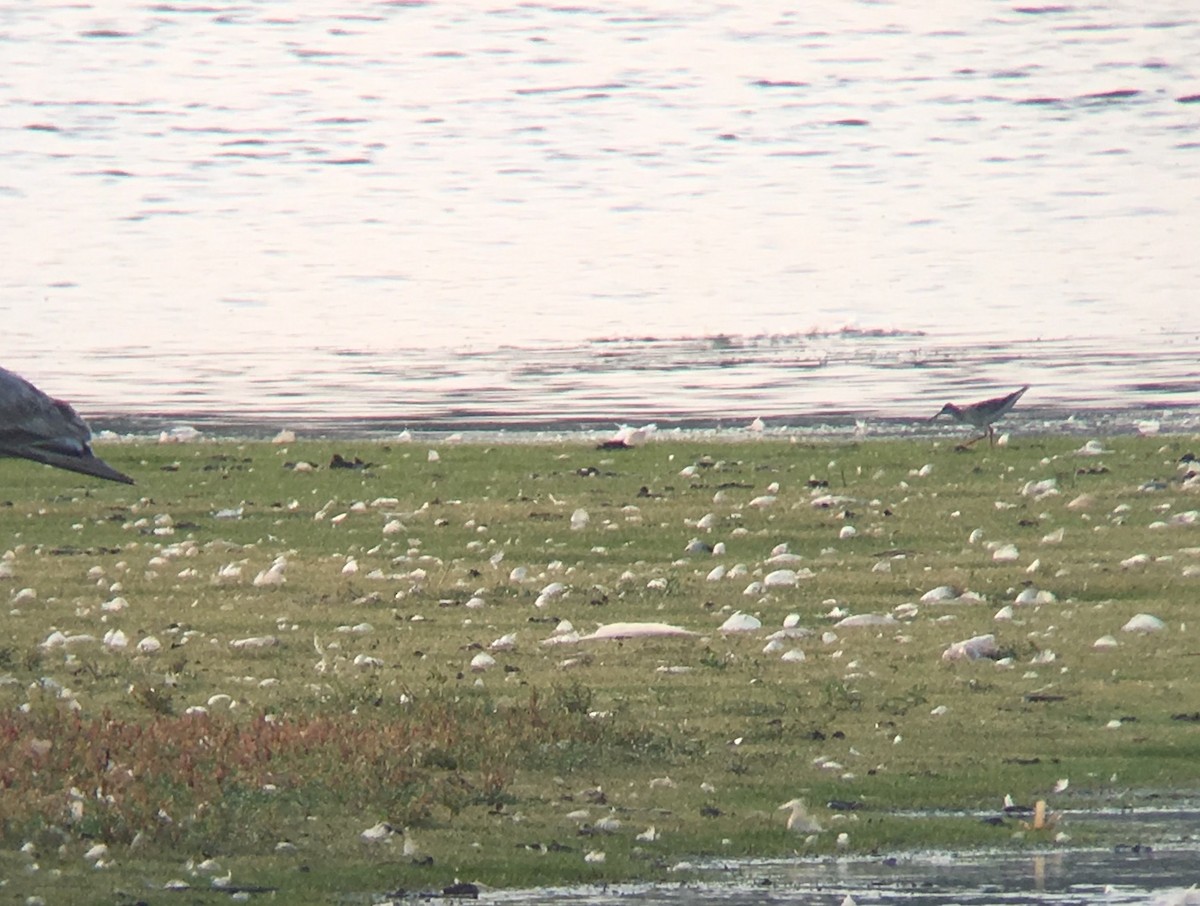 Phalarope de Wilson - ML111310411