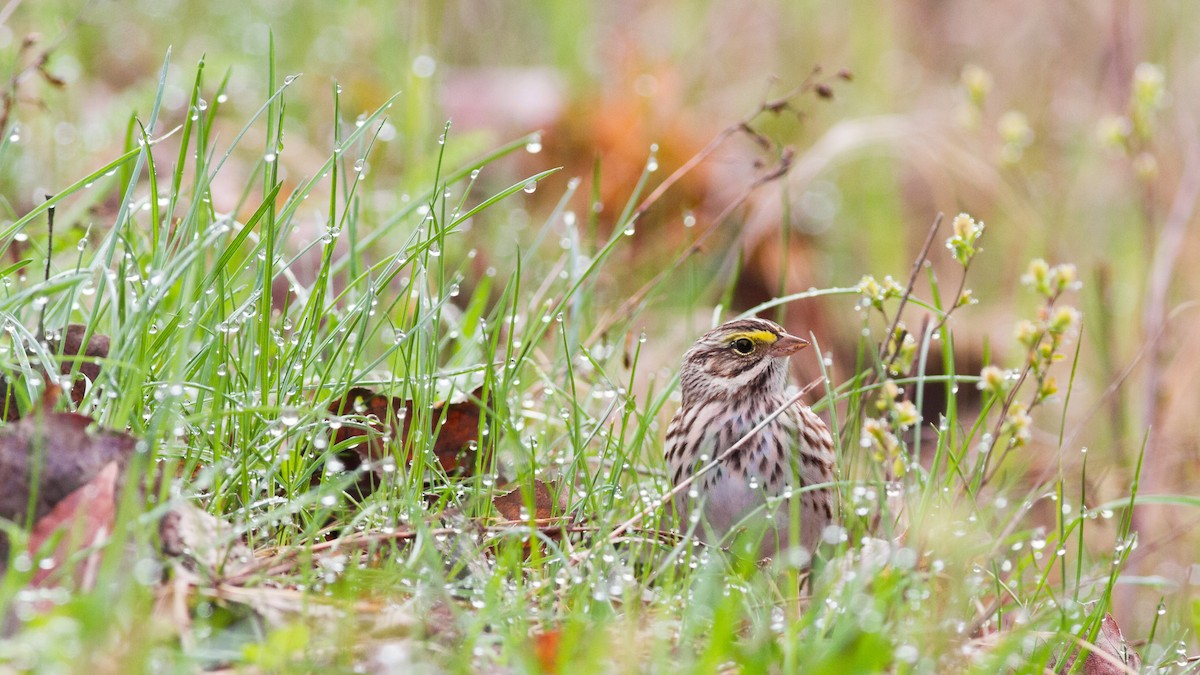 Savannah Sparrow (Savannah) - ML111311411