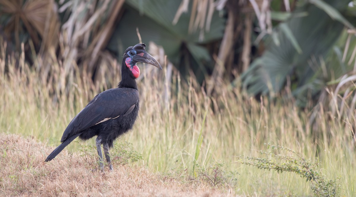 Abyssinian Ground-Hornbill - Ian Davies