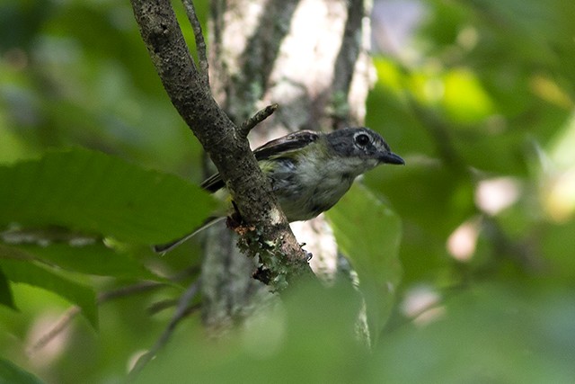 Blue-headed Vireo - ML111311971