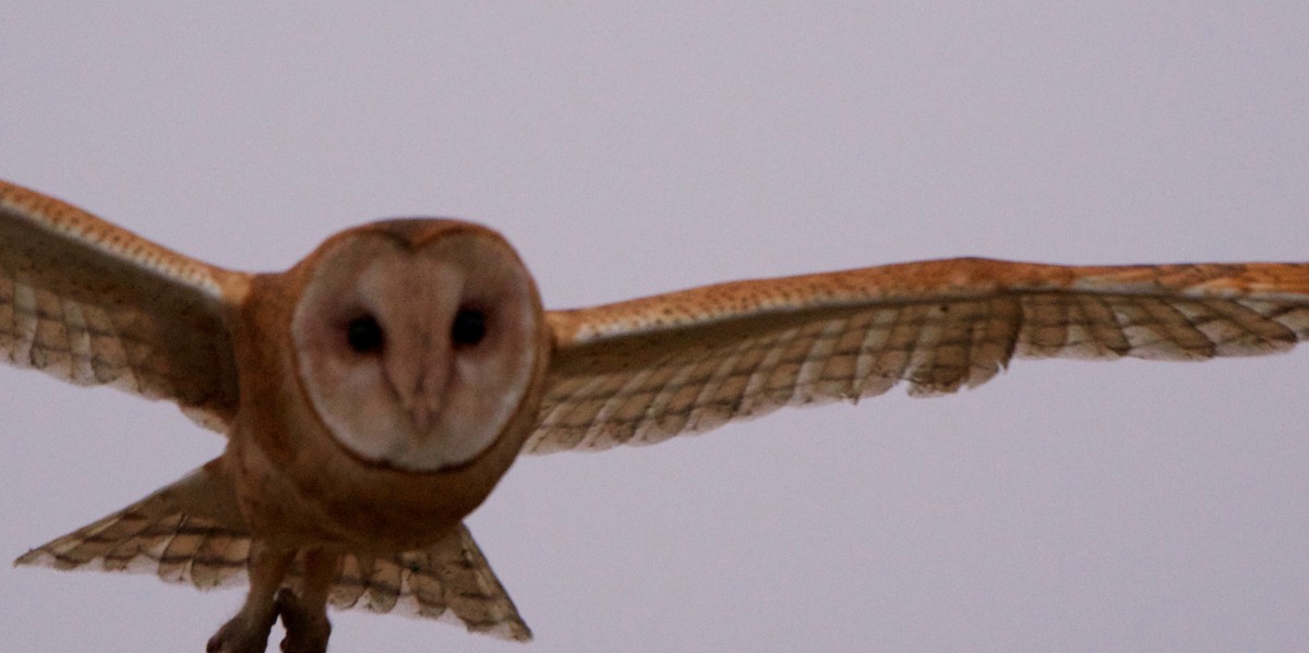 Barn Owl - Tuck Russell