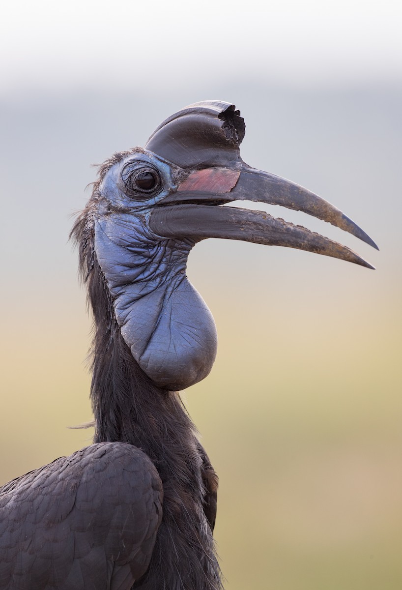 Abyssinian Ground-Hornbill - Ian Davies