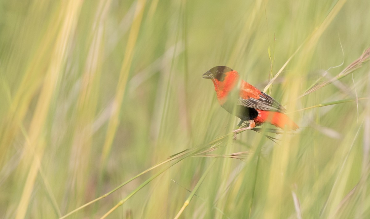 Northern Red Bishop - ML111312971