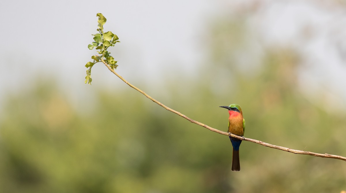 Red-throated Bee-eater - ML111313141