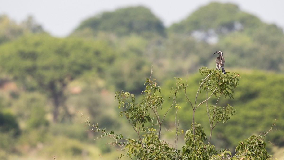 African Gray Hornbill - ML111313211