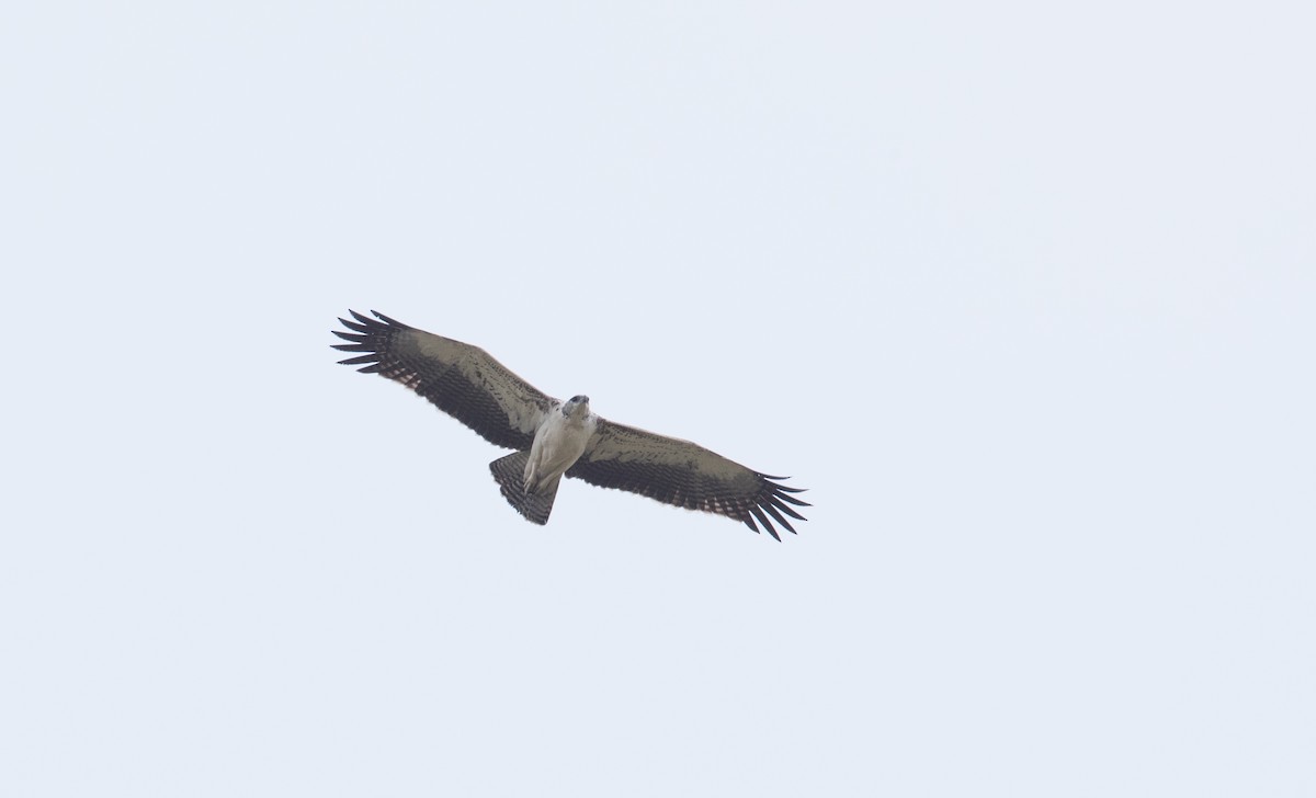 Martial Eagle - ML111313661