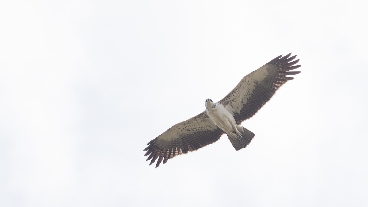 Martial Eagle - ML111313771