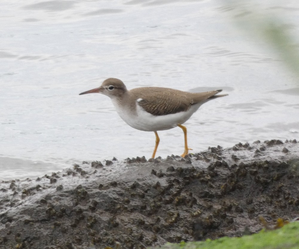 Spotted Sandpiper - ML111314361