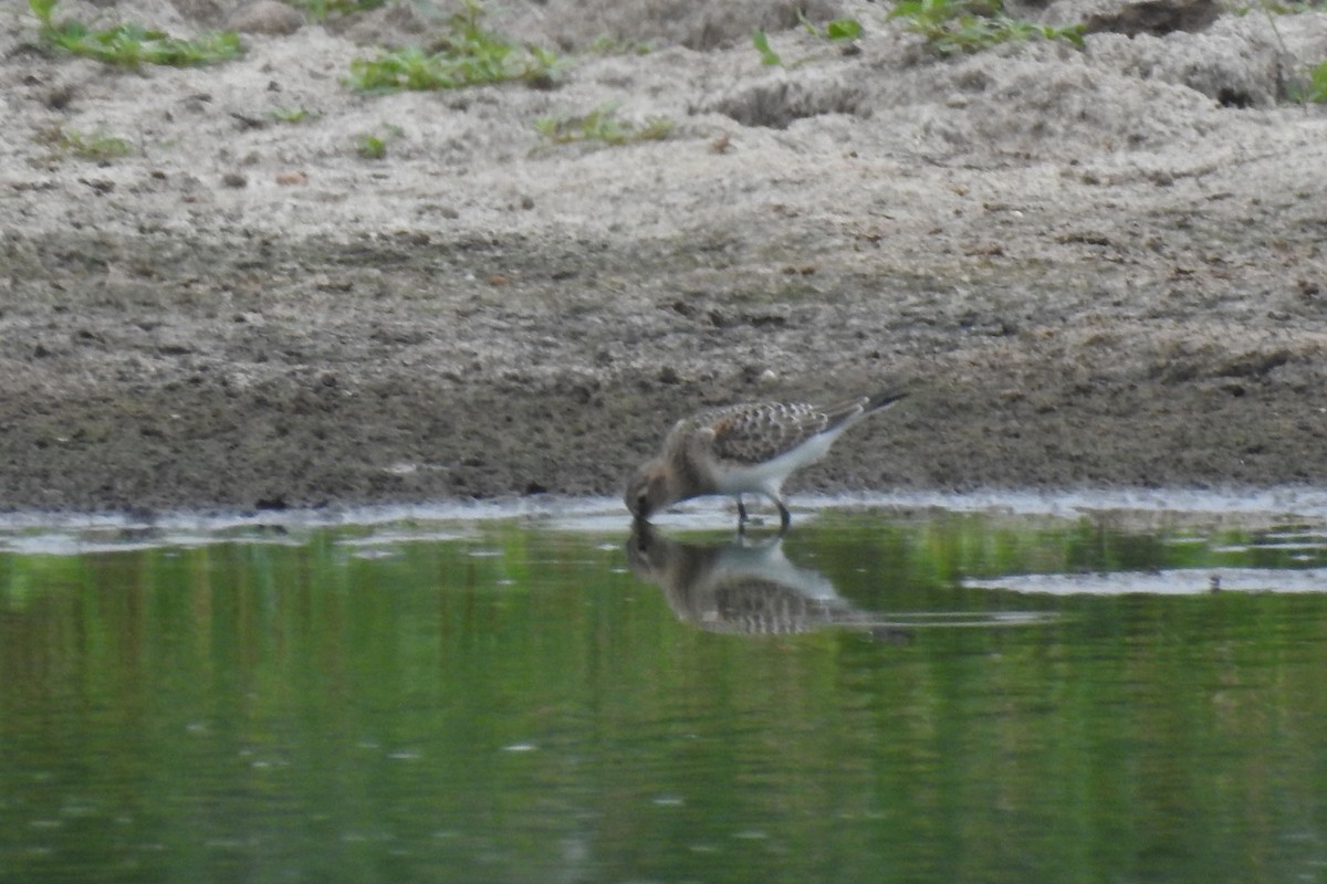 Baird's Sandpiper - ML111317491