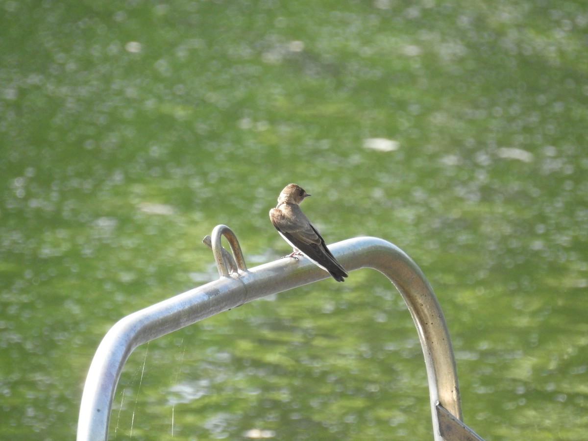 Northern Rough-winged Swallow - ML111317711