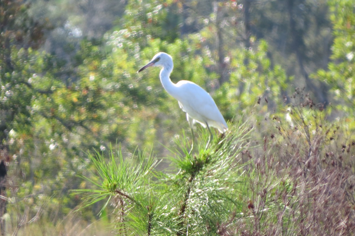 Little Blue Heron - ML111317721