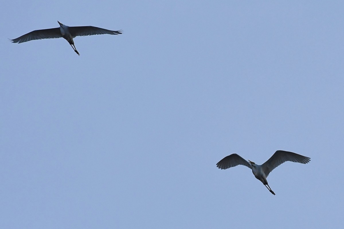 Black-crowned Night Heron - Souvik Roychoudhury