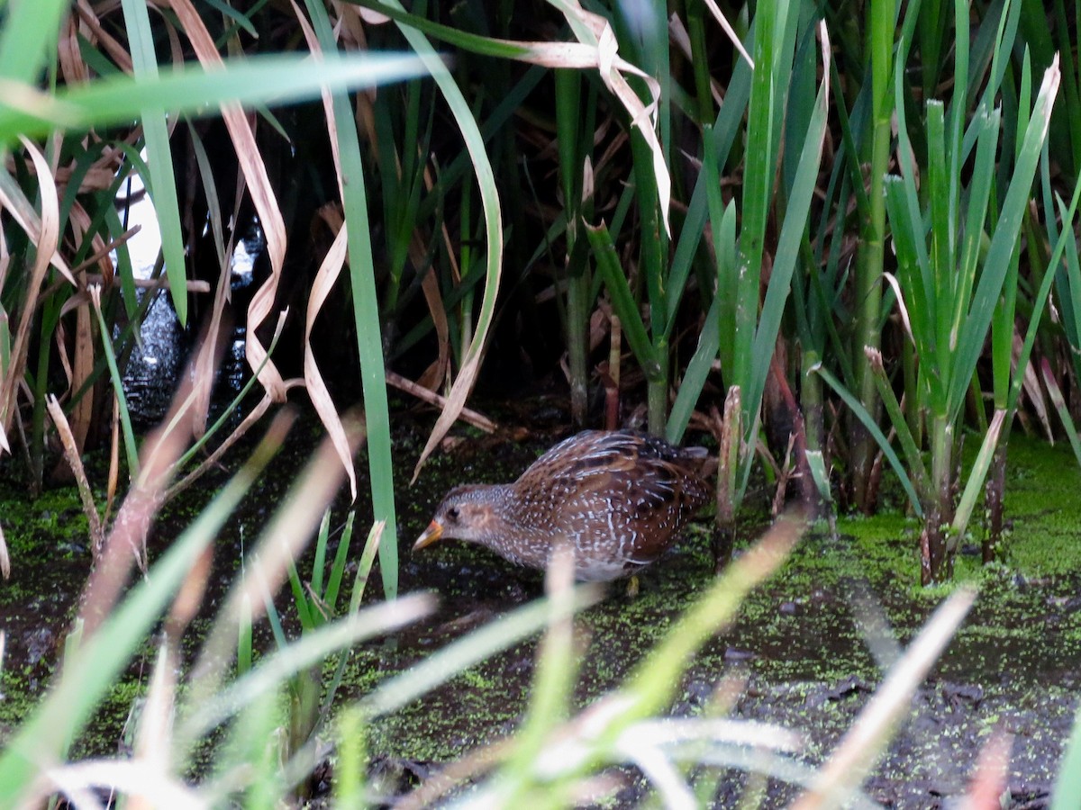 Spotted Crake - ML111317861