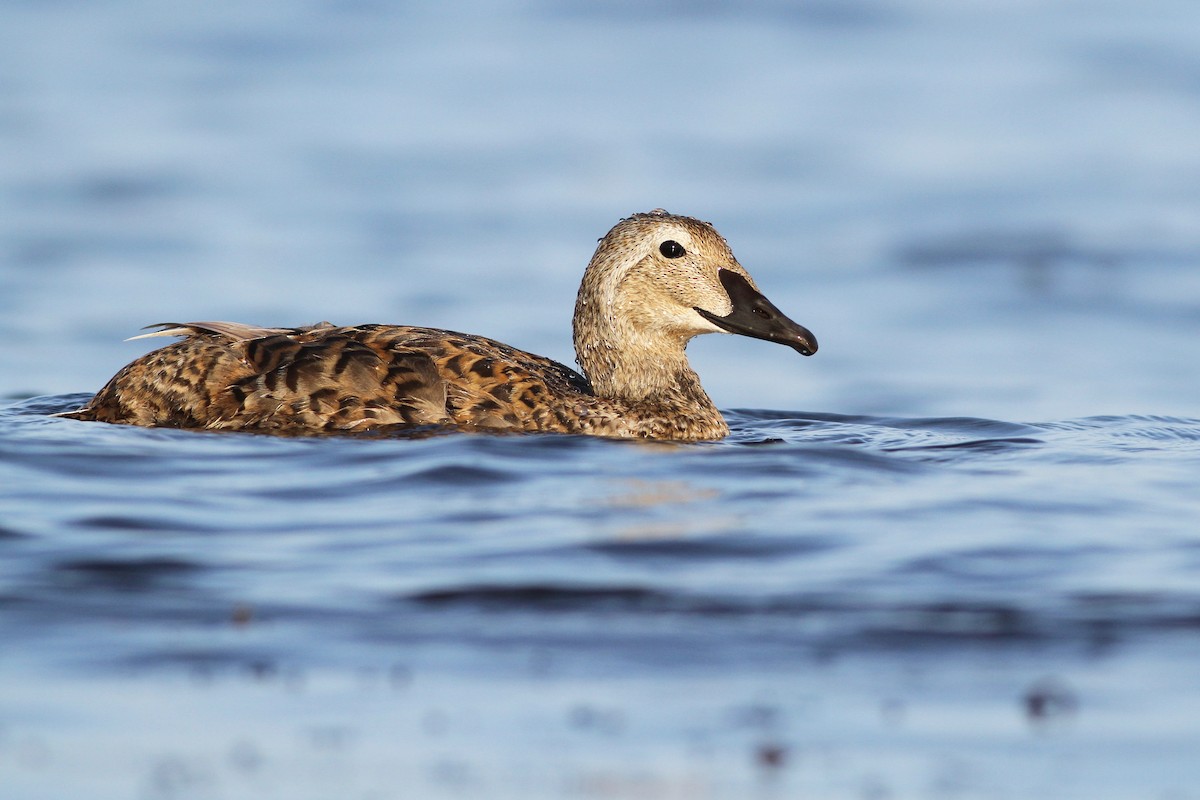 King Eider - Evan Lipton