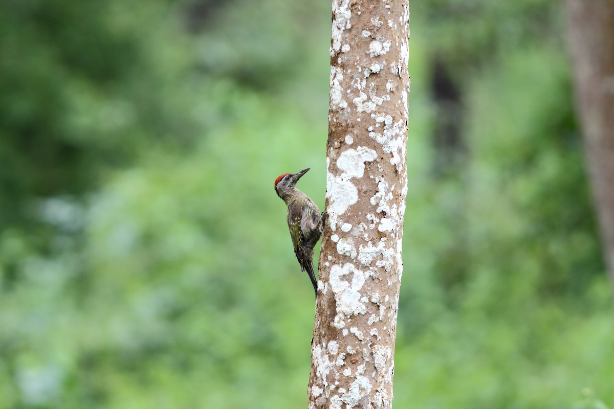 Streak-throated Woodpecker - Harshith JV