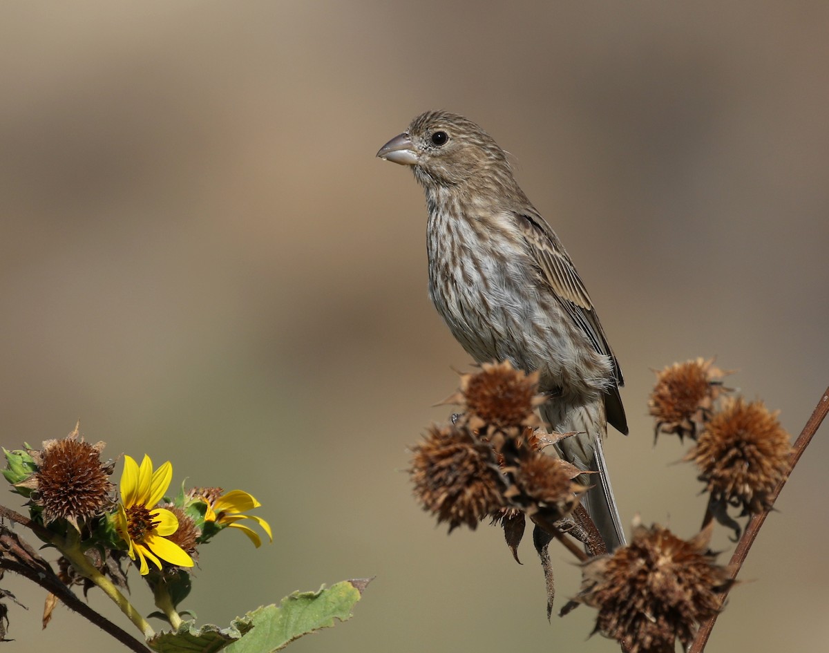 House Finch - ML111318571