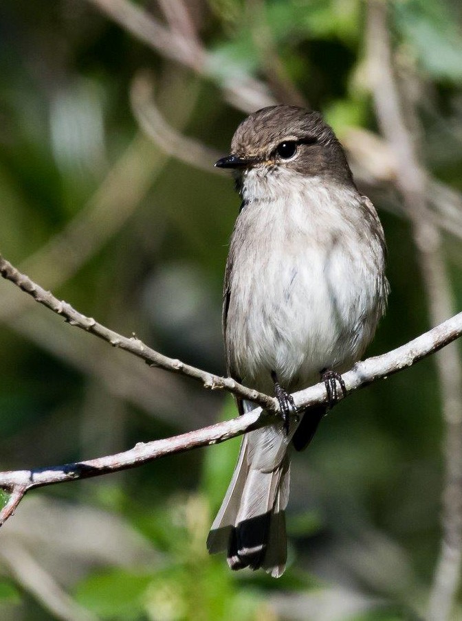 African Dusky Flycatcher - Bruce Ward-Smith