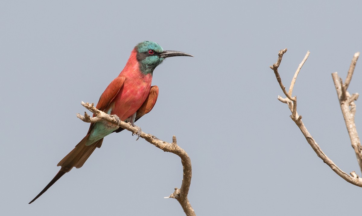 Northern Carmine Bee-eater - ML111320231