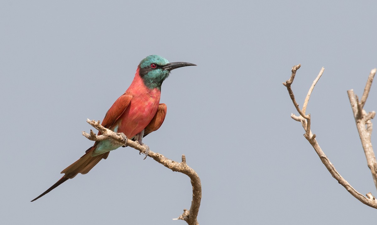 Northern Carmine Bee-eater - ML111320341