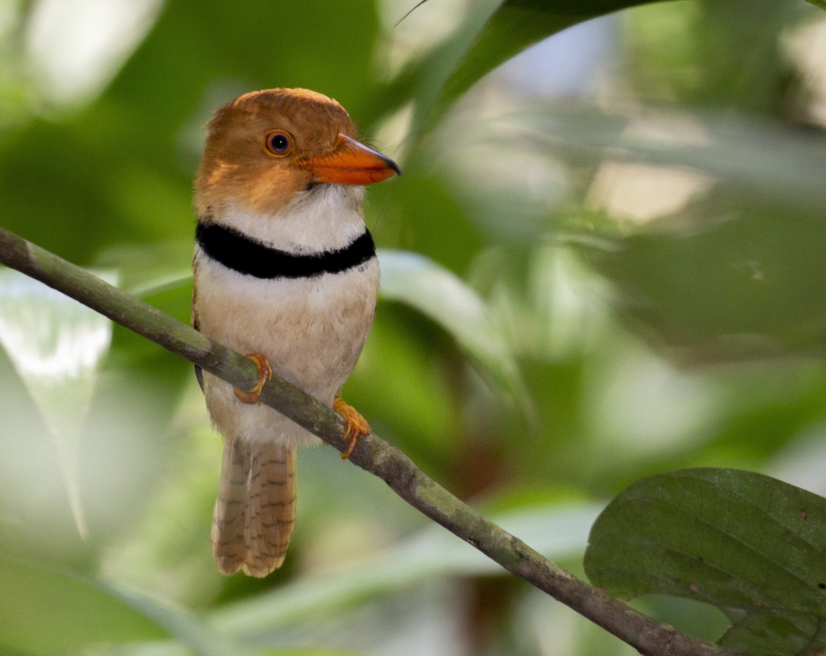 Collared Puffbird - ML111321391