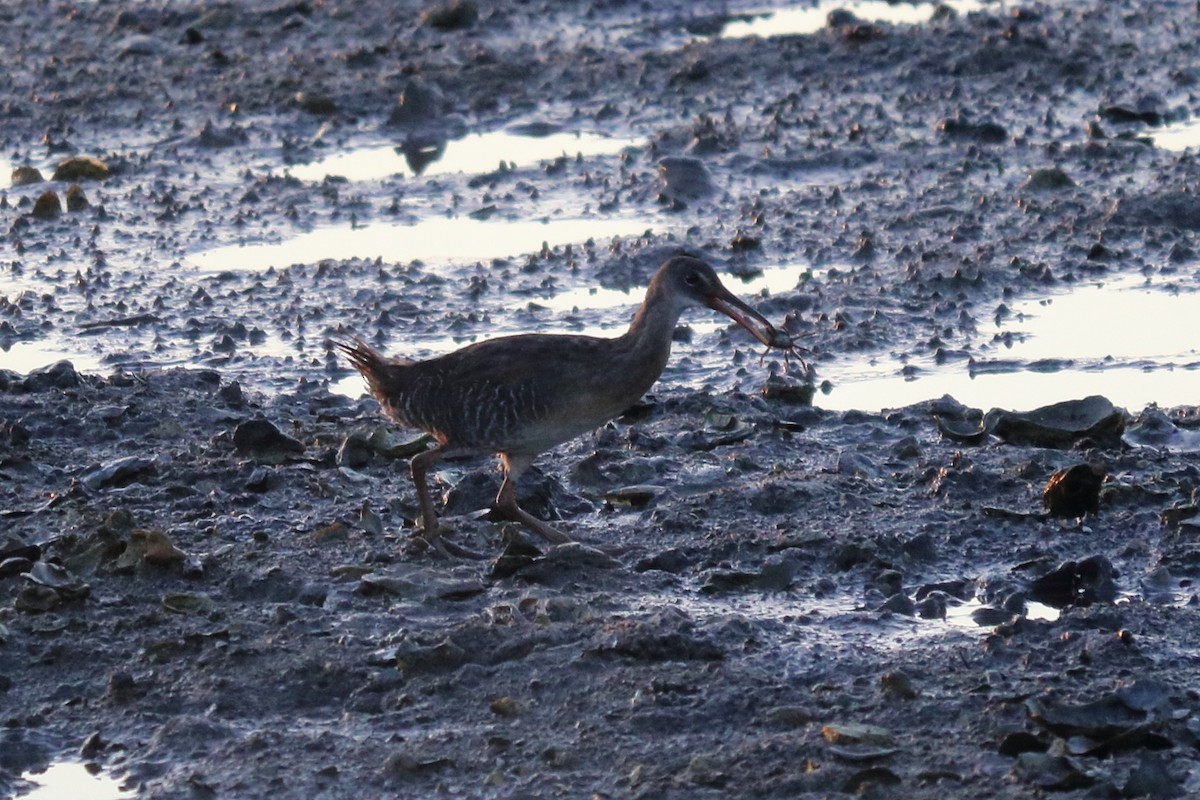 Clapper Rail - Alta Tanner