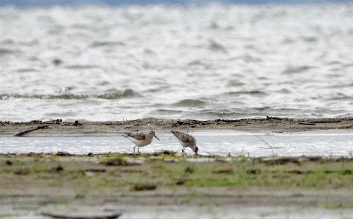 Stilt Sandpiper - Graham Rice