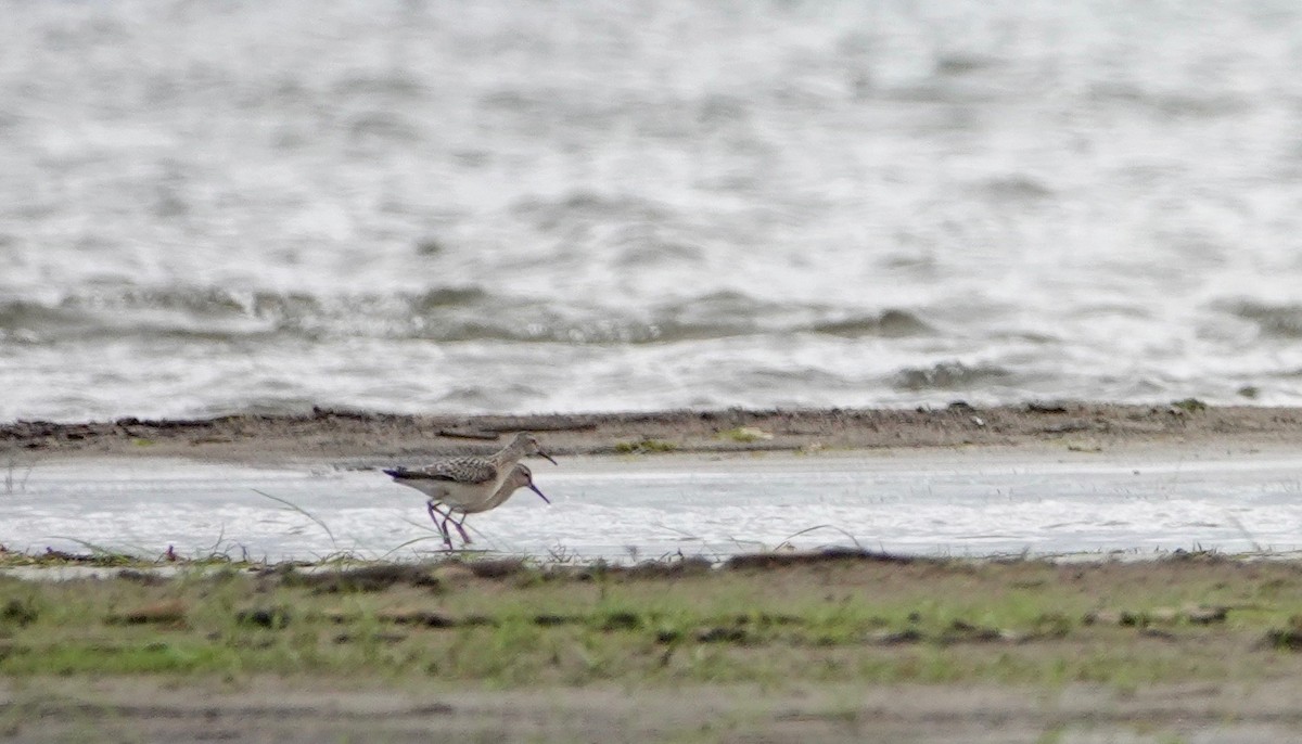 Stilt Sandpiper - Graham Rice