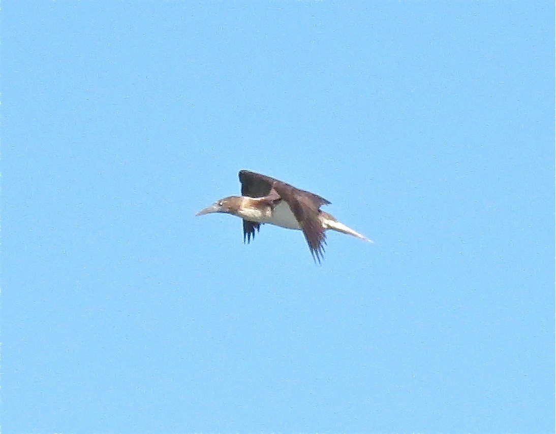 Blue-footed Booby - ML111323801