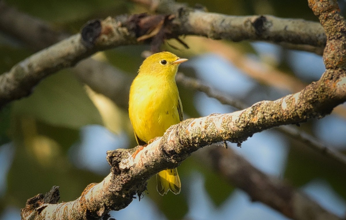 Yellow Warbler - ML111323971