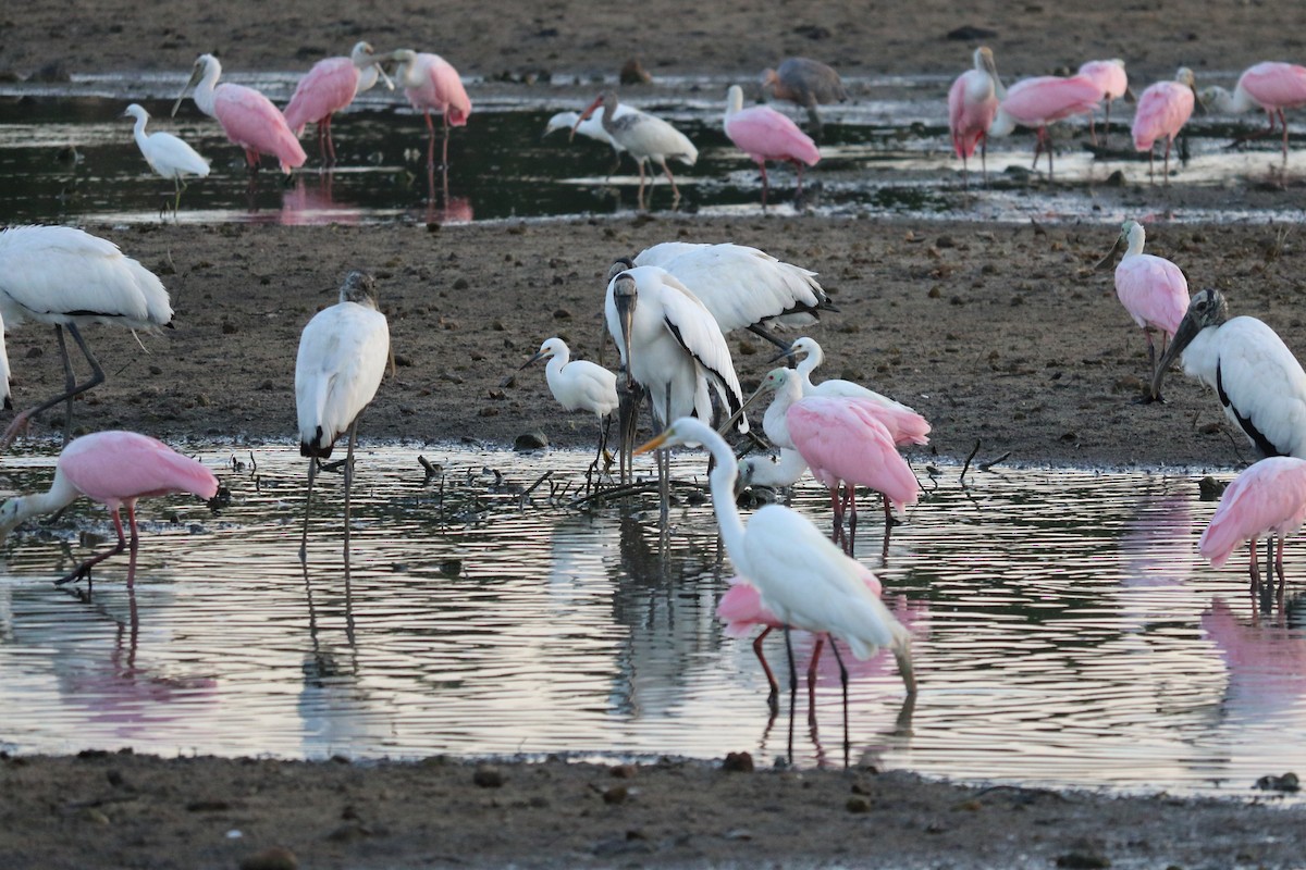 Wood Stork - Alta Tanner