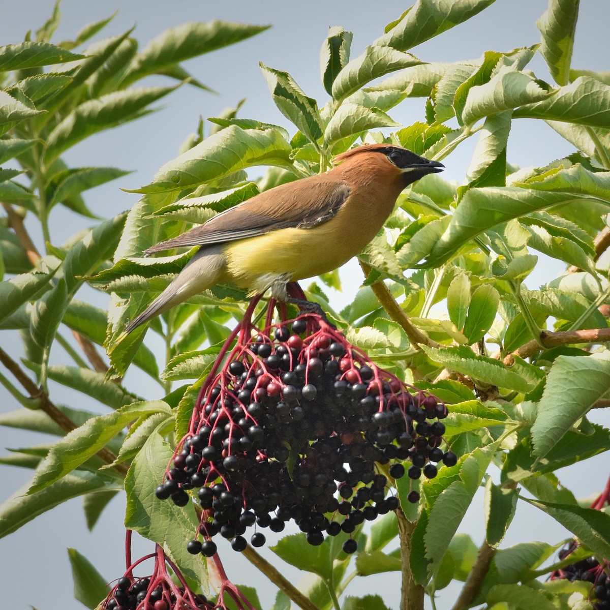 Cedar Waxwing - ML111324711