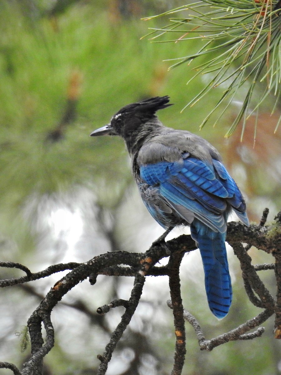 Steller's Jay (Southwest Interior) - ML111324781