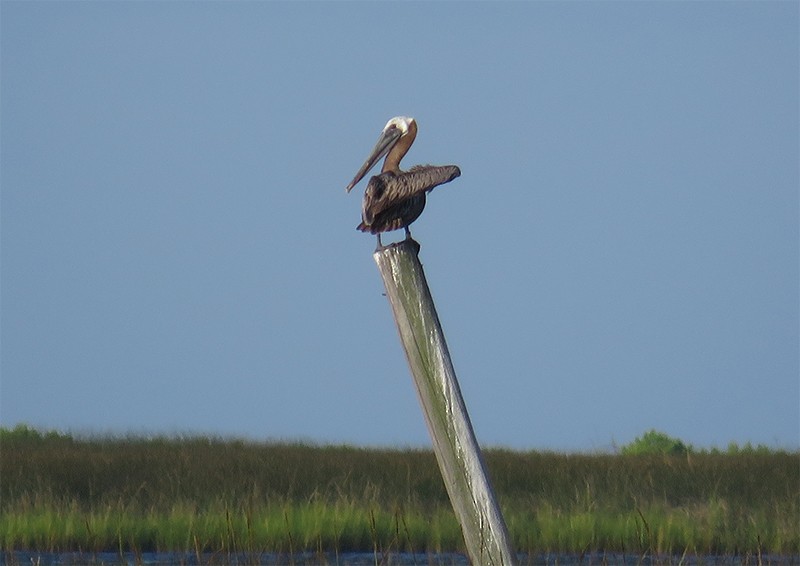 Brown Pelican (Atlantic) - Karen Lebing