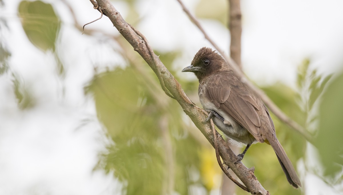 Common Bulbul (Dark-capped) - Ian Davies