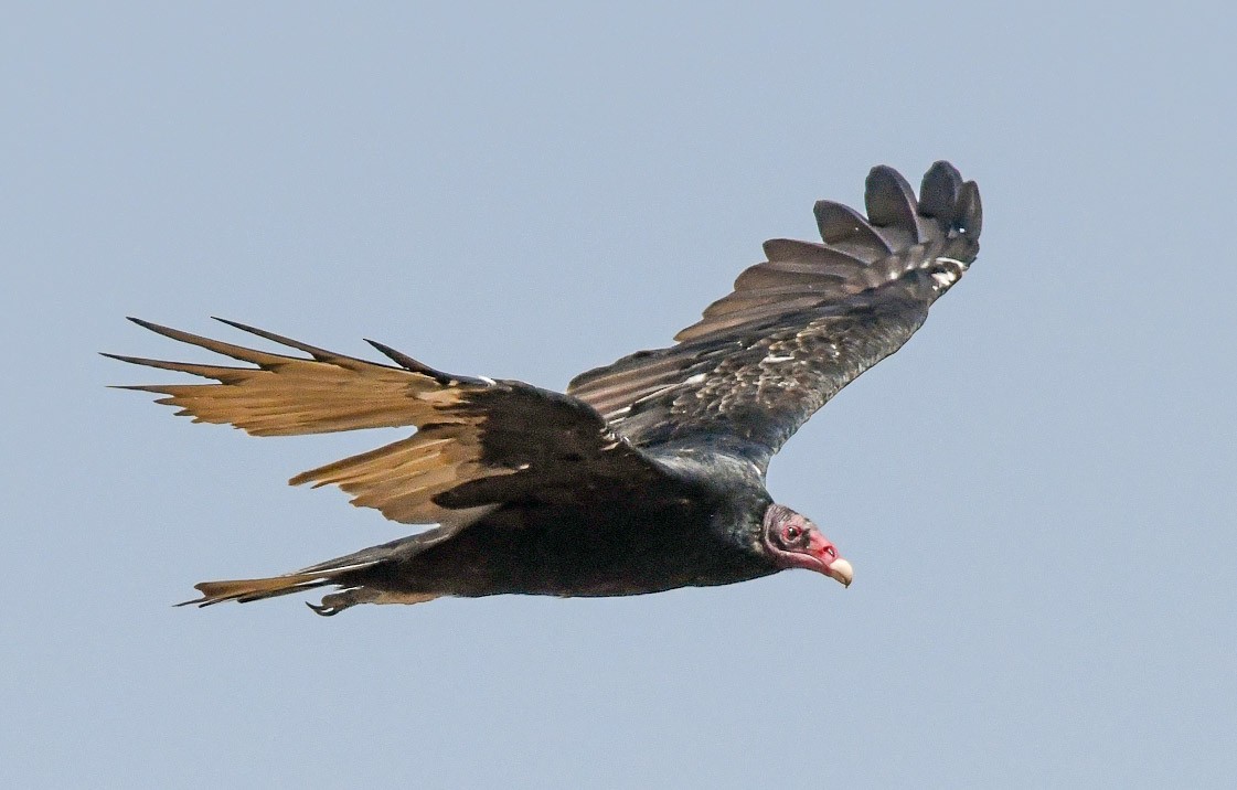 Turkey Vulture - Margaret & Fred Parkes