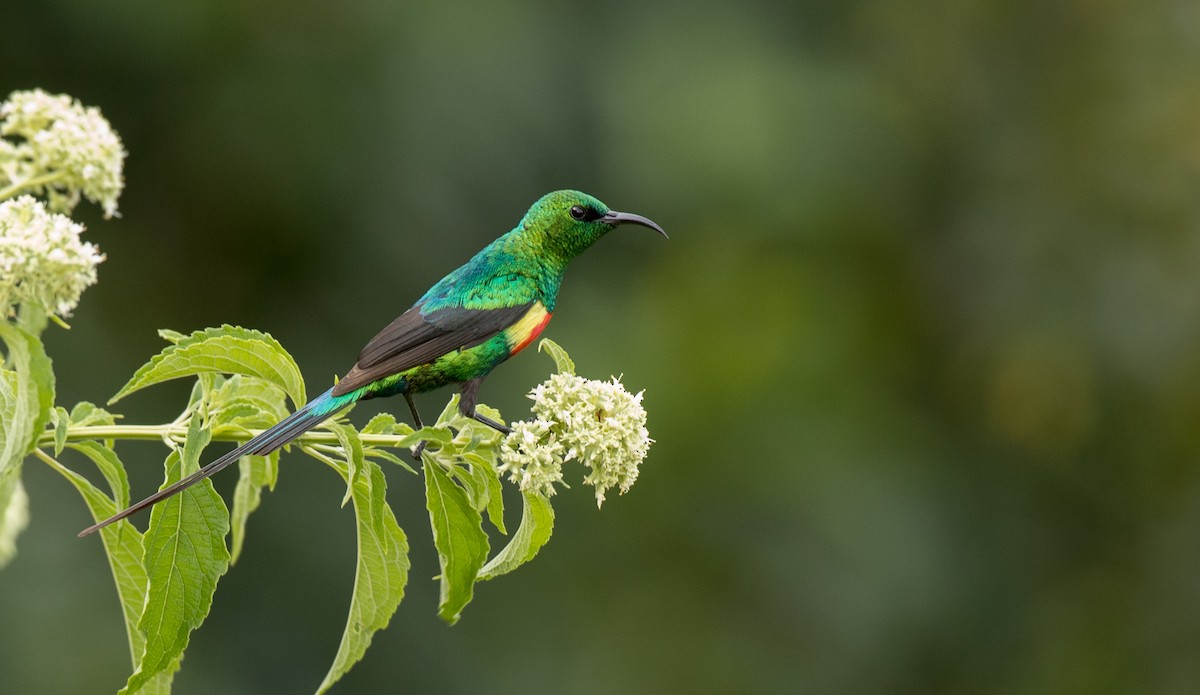Beautiful Sunbird - ML111326441