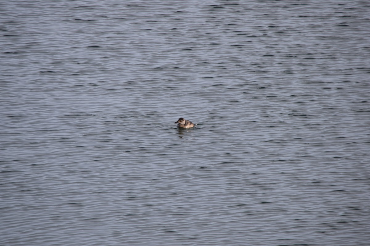 Ruddy Duck - ML111326481