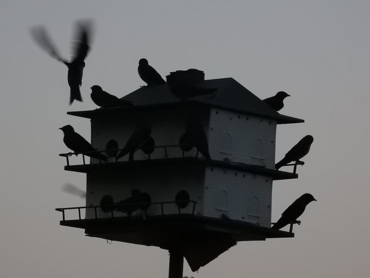 Purple Martin - ML111327341