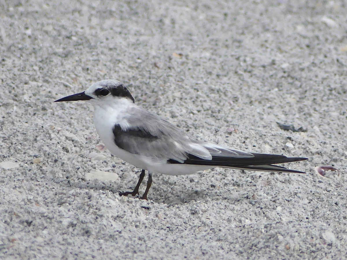 Least Tern - Shelley Rutkin