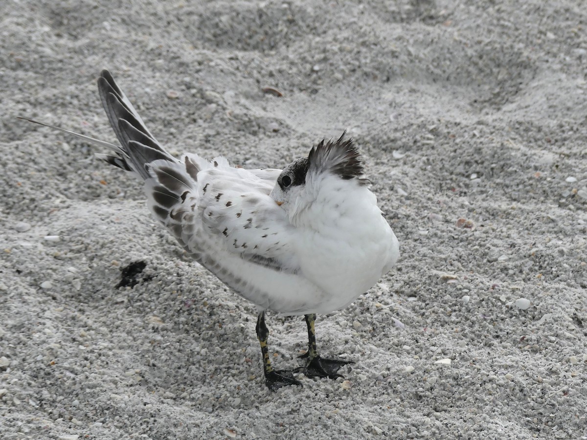 Sandwich Tern - Shelley Rutkin