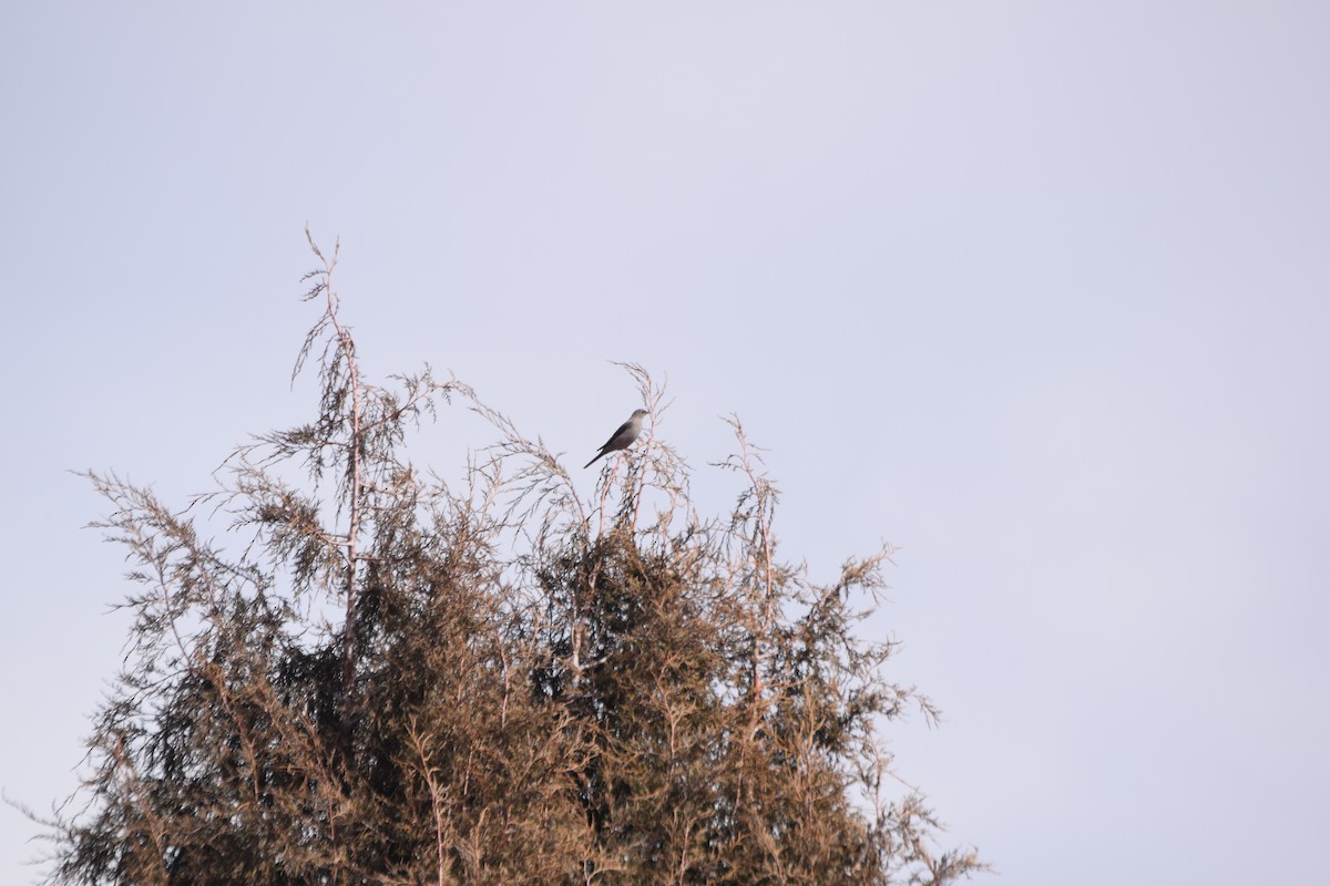 Townsend's Solitaire - ML111330011