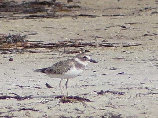 Wilson's Plover - Shelley Rutkin