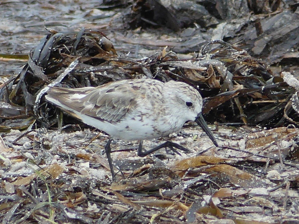 Bergstrandläufer - ML111331051