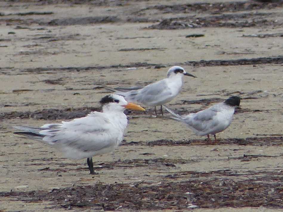 Forster's Tern - Shelley Rutkin