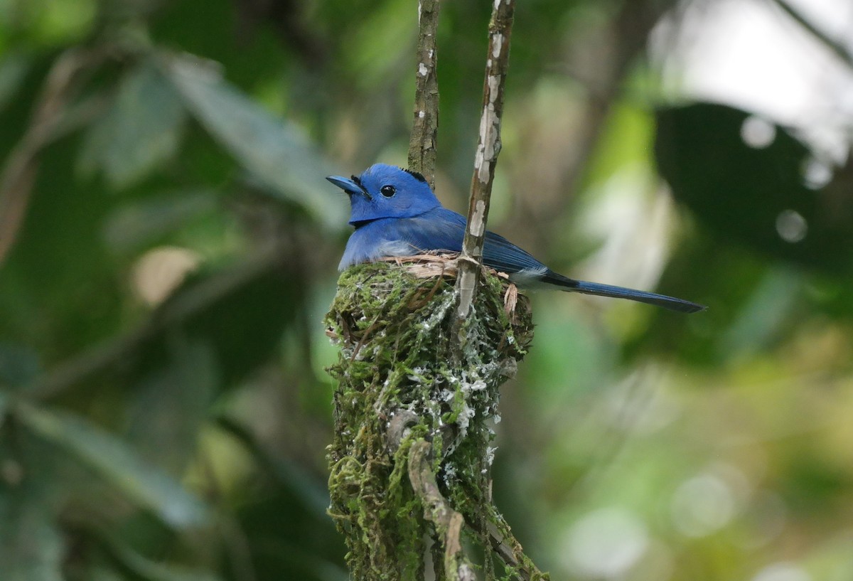 Black-naped Monarch - ML111332661