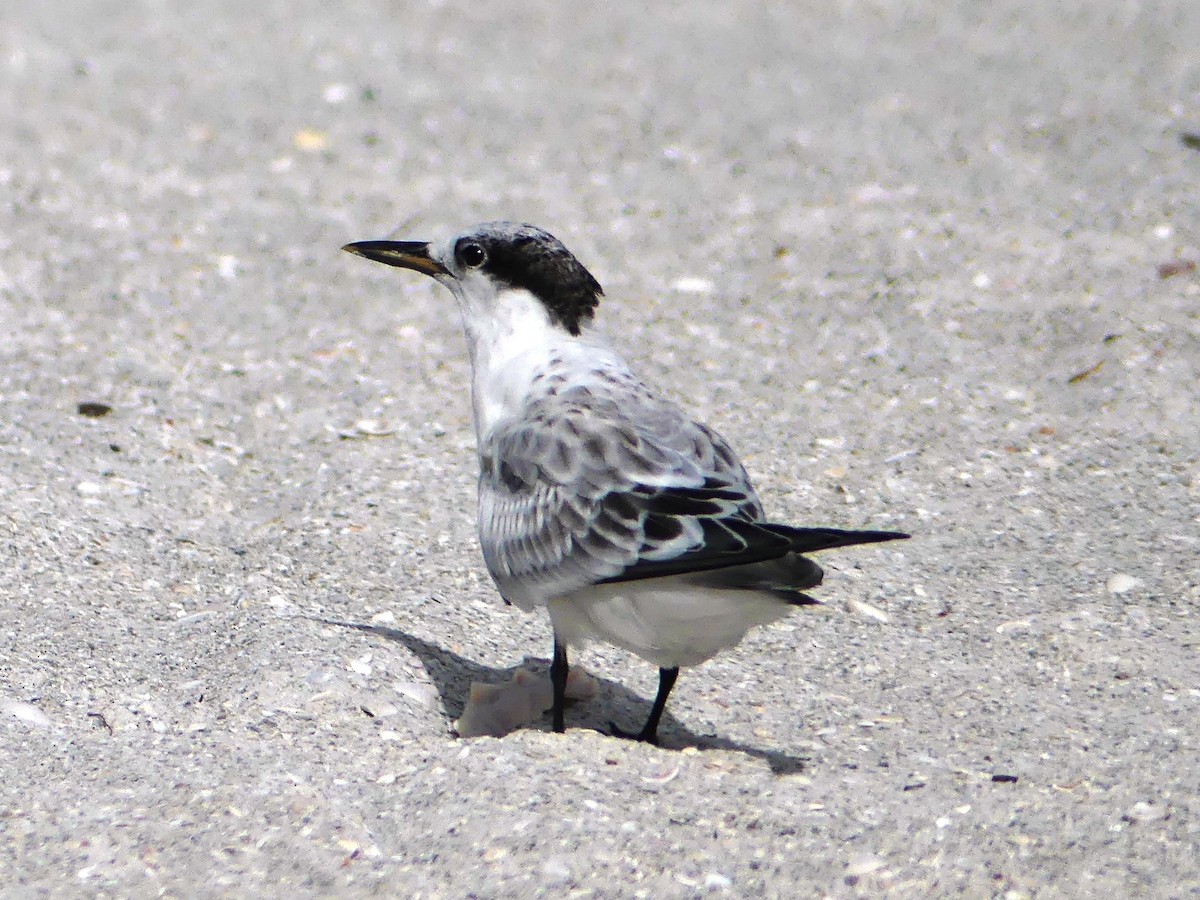 Sandwich Tern - Shelley Rutkin