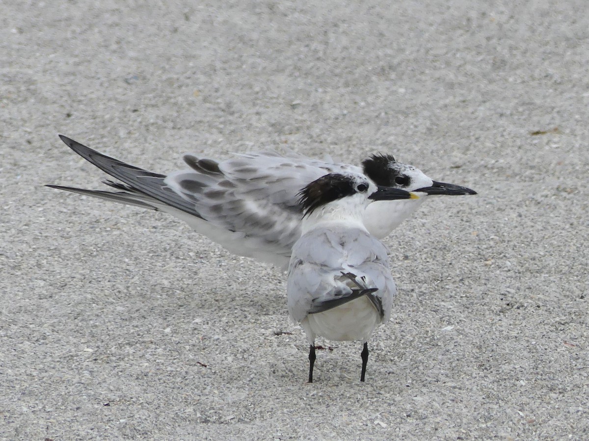 Sandwich Tern - ML111333071